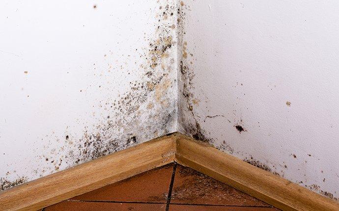 pest inspection narre warren issues