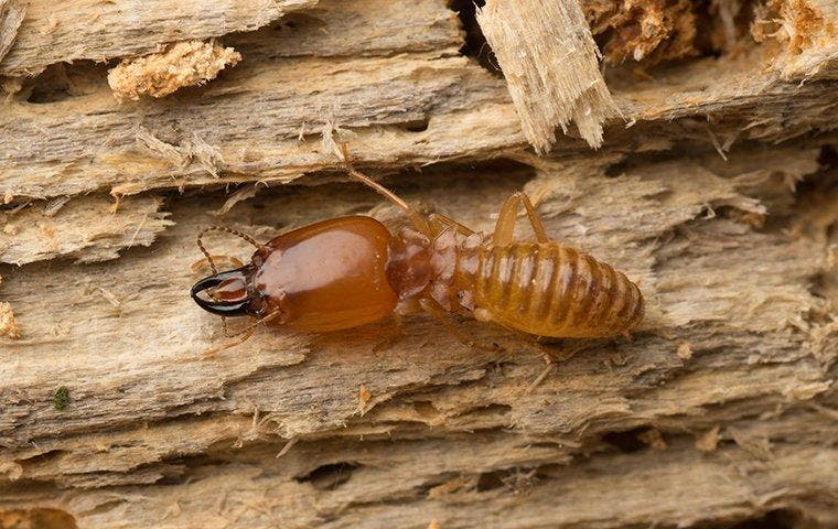 termite activity